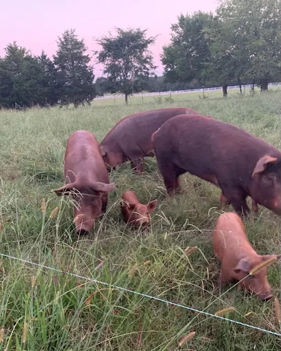 Photo of hogs and piglets in a field at Streeter Heritage Farms in Chester, South Carolina. The hog farm is a mix of open pasture and woodland environments, demonstrating Streeter’s commitment to animal welfare and environmental sustainability. Photo credit: Streeter Heritage Farms